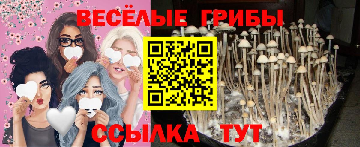 Галлюциногенные грибы прущие грибы Пятигорск